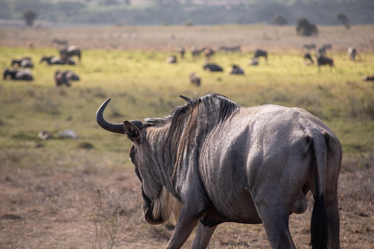Serengeti Migration Safari 4 Days